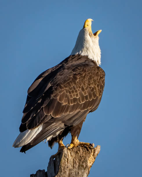 istock Bald Eagle in flight perched and grooming  on the Potomac River 1724101023