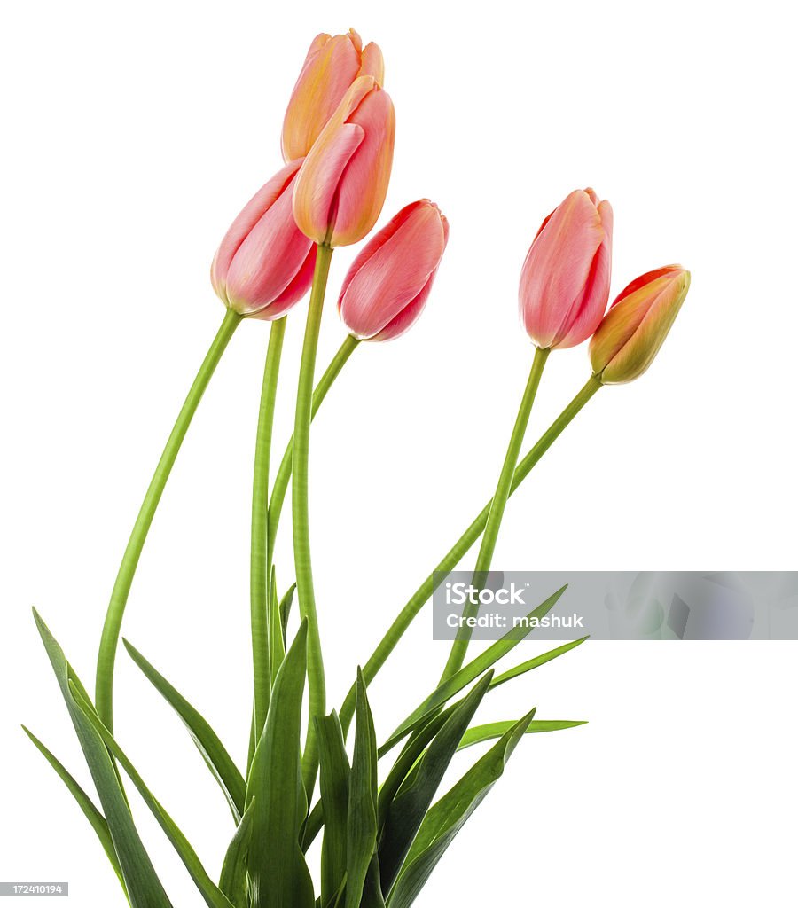 Tulipano - Foto stock royalty-free di Bellezza naturale