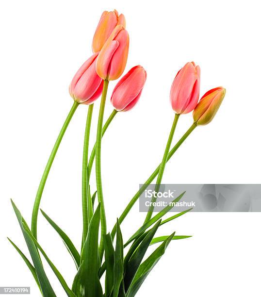 Tulipano - Fotografie stock e altre immagini di Bellezza naturale - Bellezza naturale, Bianco, Bouquet
