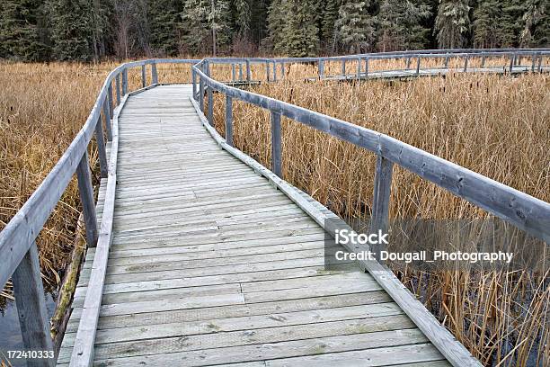 Waskesiu Passeio De Tábuas - Fotografias de stock e mais imagens de Floresta de Boreal - Floresta de Boreal, Parque Nacional do Príncipe Alberto, Saskatchewan