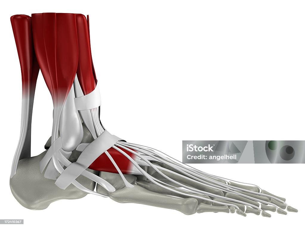 Anatomie des menschlichen Fußes - Lizenzfrei Anatomie Stock-Foto