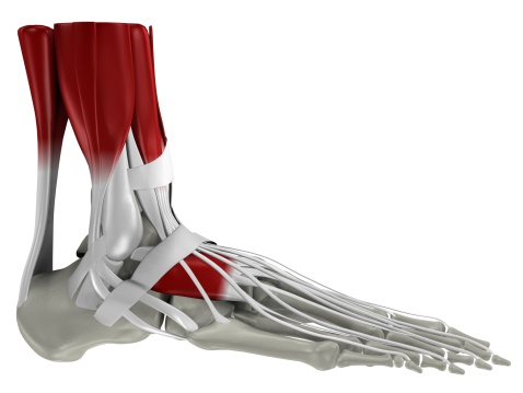 Anatomía de a pie photo