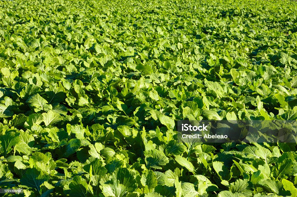 Fresh nabos 2 - Foto de stock de Agricultura royalty-free