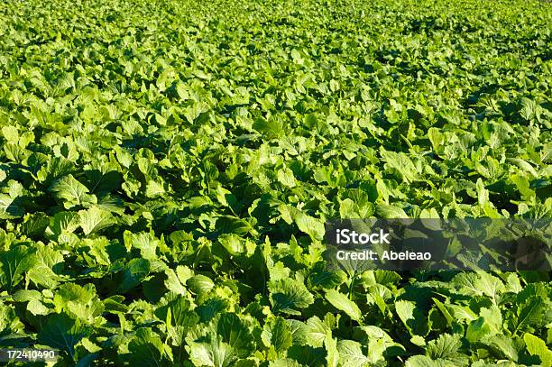 Foto de Fresh Nabos 2 e mais fotos de stock de Agricultura - Agricultura, Alimentação Saudável, Calor