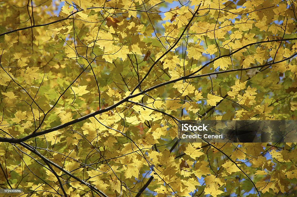 Hojas de fondo amarillo - Foto de stock de Amarillo - Color libre de derechos