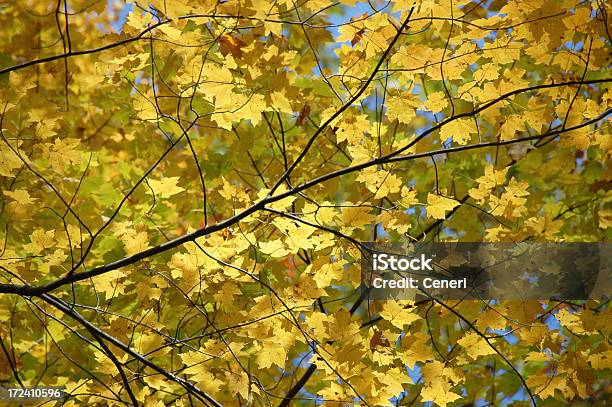 Hojas De Fondo Amarillo Foto de stock y más banco de imágenes de Amarillo - Color - Amarillo - Color, Belleza, Cielo