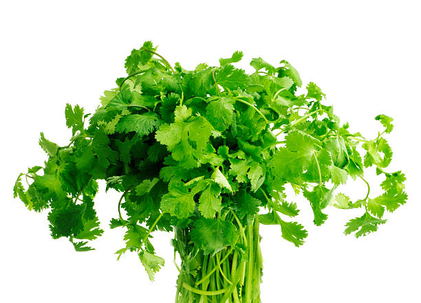 Subject: A bouquet of cilantro or coriander isolated against a white background, it is a popular central and South American, Mexician, and Asian herb.