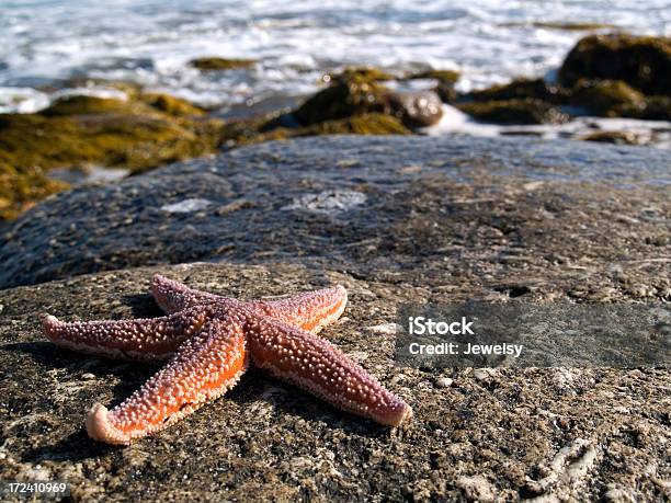 Estrella De Mar Foto de stock y más banco de imágenes de Agua - Agua, Aire libre, Alga Marina