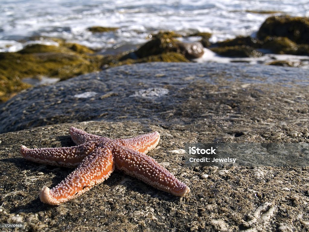 étoile de mer - Photo de Algue géante libre de droits