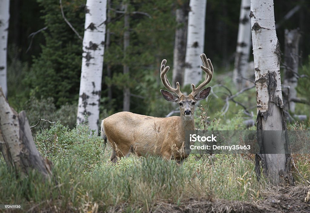 Buck con velluto Cervo mulo, 1 - Foto stock royalty-free di Cervo - Cervide