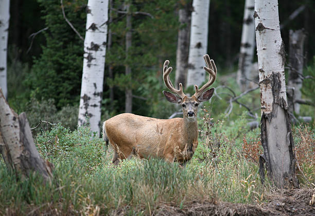 istock Buck in Velvet, Mule Deer, 1 172411130