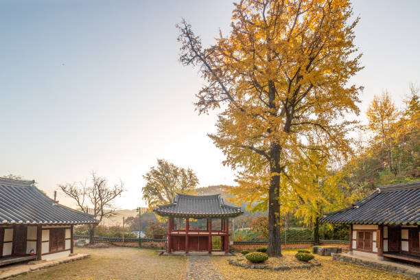 istock Ginkgo Tree in Korean Traditional House 1724111714