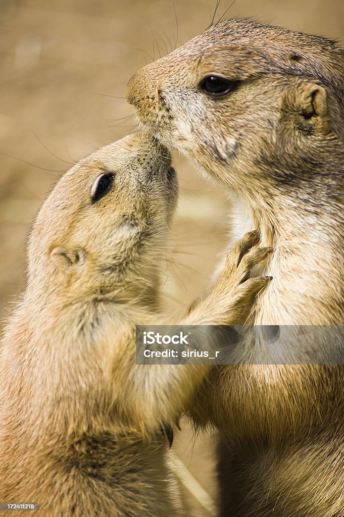 プレーリーの犬 - キスのロイヤリティフリーストックフォト