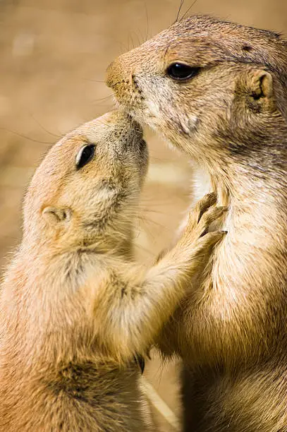 couple of prairie-dogs