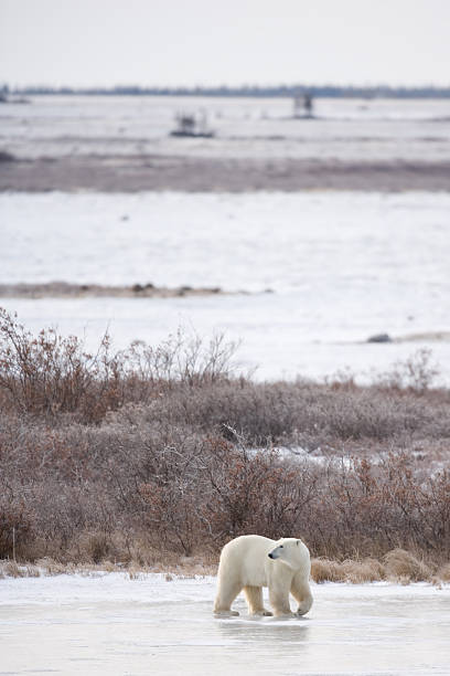 istock polar bear walking in tundra 172411248