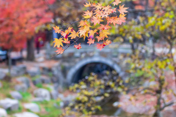 istock Autumn Maple Scenery in the Mountain Valley 1724112853