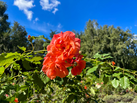 Orange rose in the botanical garden. Close-up. Nature background.