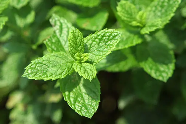 Fresh mint growing. Focus on front leaves. Great for mojitos!!!!