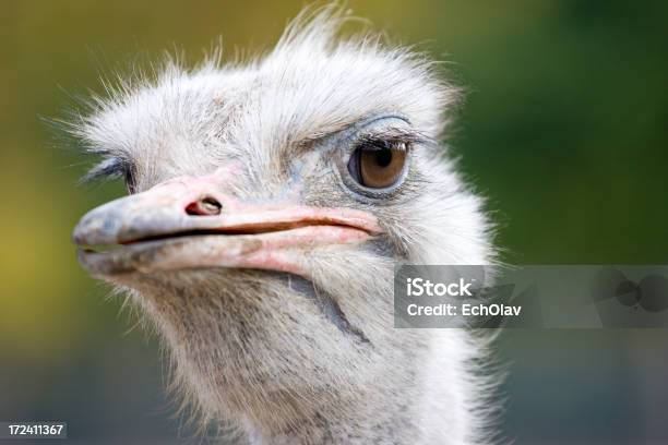 Photo libre de droit de Portrait De Lautruche banque d'images et plus d'images libres de droit de Animaux à l'état sauvage - Animaux à l'état sauvage, Autruche, Bec