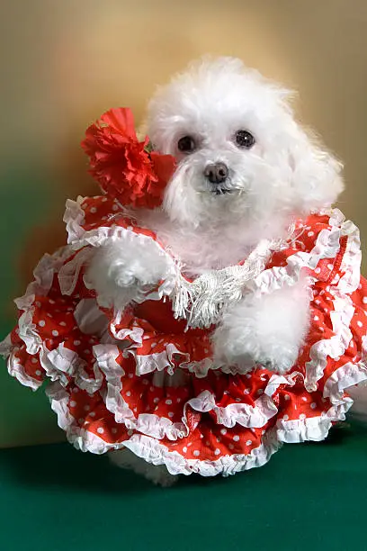 dog wearing a tipical spanish dress