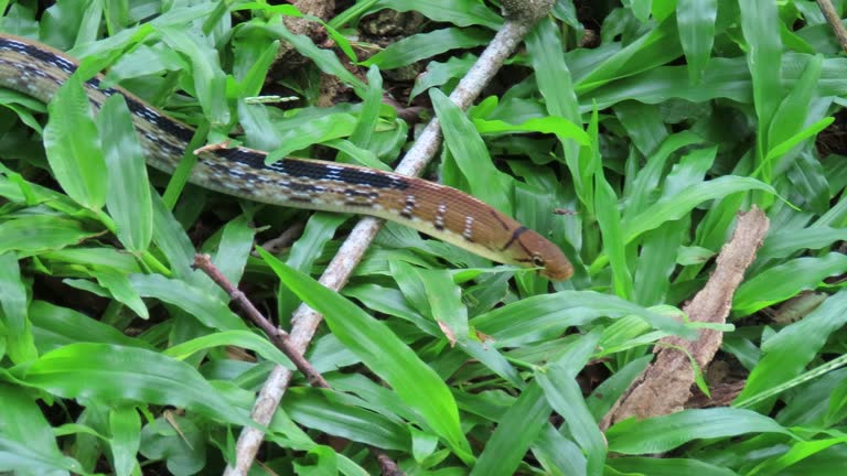 Copperhead rat snake, Radiated ratsnake