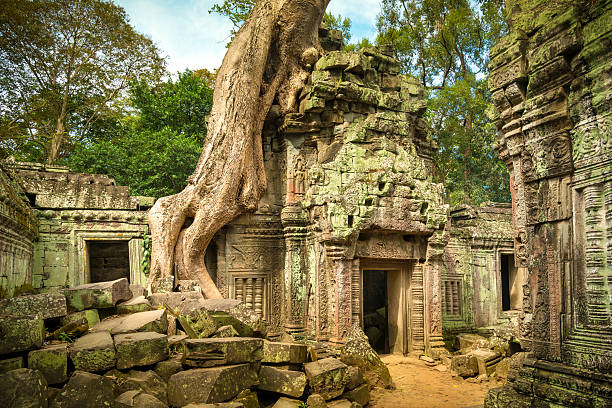 Angkor Wat, Cambodian Temple "Large tree growing over the top of a temple in Angkor, Cambodia" angkor stock pictures, royalty-free photos & images