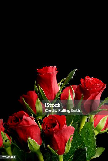 낭만적임 빨간 장미 시리즈 0명에 대한 스톡 사진 및 기타 이미지 - 0명, 검정색 배경, 꽃-식물
