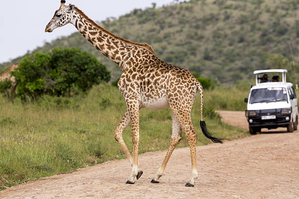 istock Giraffe with safari car 172412235