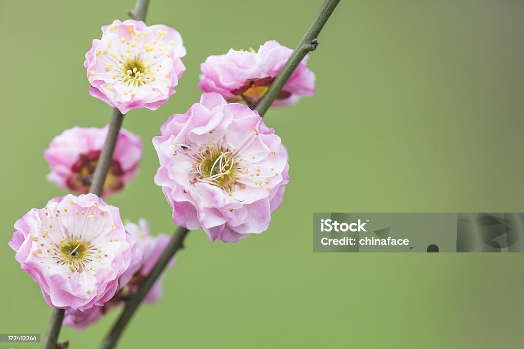 Plum Blüten im Frühling - Lizenzfrei Anfang Stock-Foto