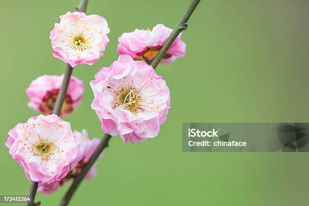 Plum Blüten Im Frühling Stockfoto und mehr Bilder von Anfang - Anfang, Ast - Pflanzenbestandteil, Baumblüte