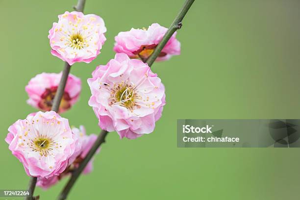 Цветки Сливы В Весеннее — стоковые фотографии и другие картинки Без людей - Без людей, Весна, Ветвь - часть растения