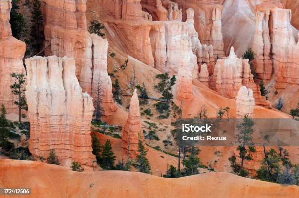 Photo libre de droit de Pine Trees Parmi Orange Vif Murs De Bryce Canyon banque d'images et plus d'images libres de droit de Arbre - Arbre, Beauté de la nature, Bryce Canyon