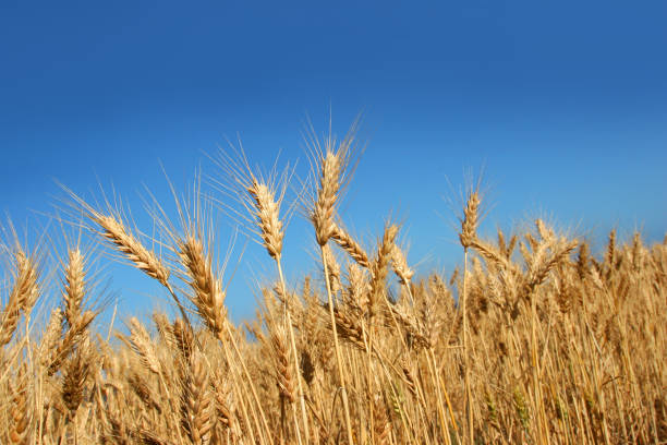 Grain Field stock photo