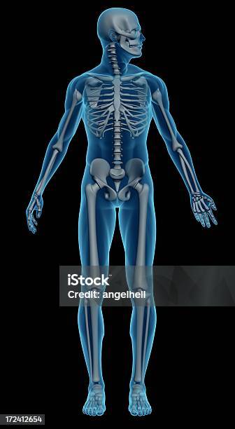 Menschlichen Körper Eines Mannes Mit Skelett Für Studie Stockfoto und mehr Bilder von Menschlicher Körper