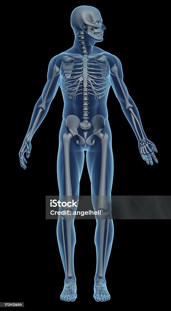 Cuerpo humano de un hombre con el esqueleto durante el estudio - Foto de stock de Cuerpo humano libre de derechos