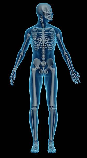 istock An image of a male skeleton on a black background 172412654
