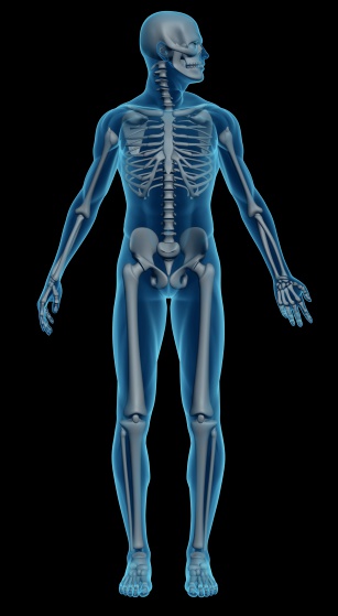 Human body of a man with skeleton for study, on front view, great to be used in medicine works and health. Isolated on a black background. 