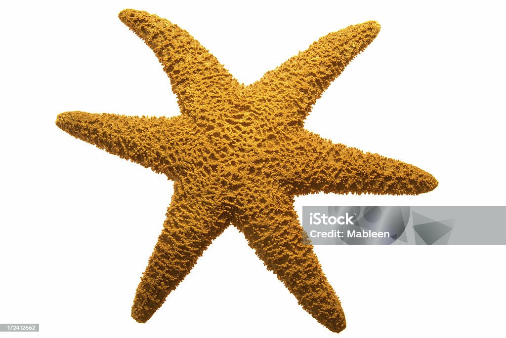 Stella di mare - Foto stock royalty-free di A forma di stella