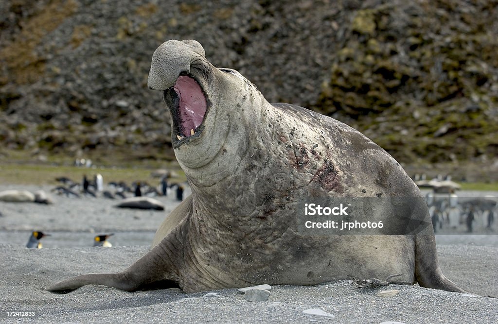 Elephant seal 18-15 "Male elephant seal, South Georgia, Antarctica, mouth open, roaring, angry" Southern Elephant Seal Stock Photo