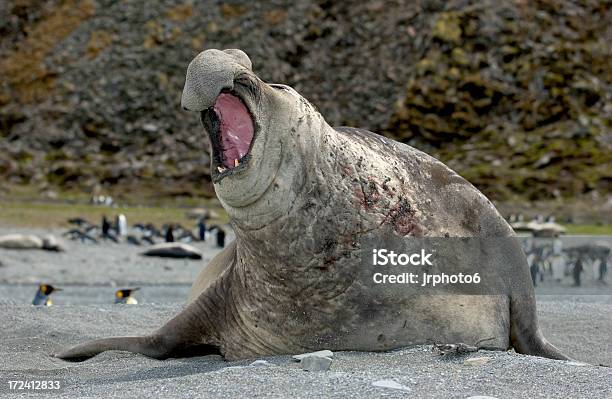Elephant Seal 1815 Stock Photo - Download Image Now - Southern Elephant Seal, Aggression, Anger