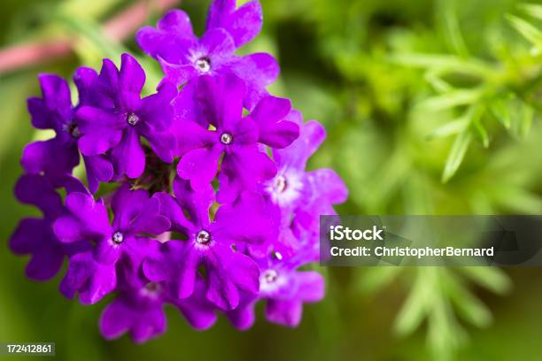 Verbena Di Viola - Fotografie stock e altre immagini di Accudire - Accudire, Agricoltura, Aiuola