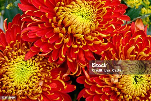 Chrysanthemums 2 Stock Photo - Download Image Now - Chrysanthemum, Close-up, Orange Color