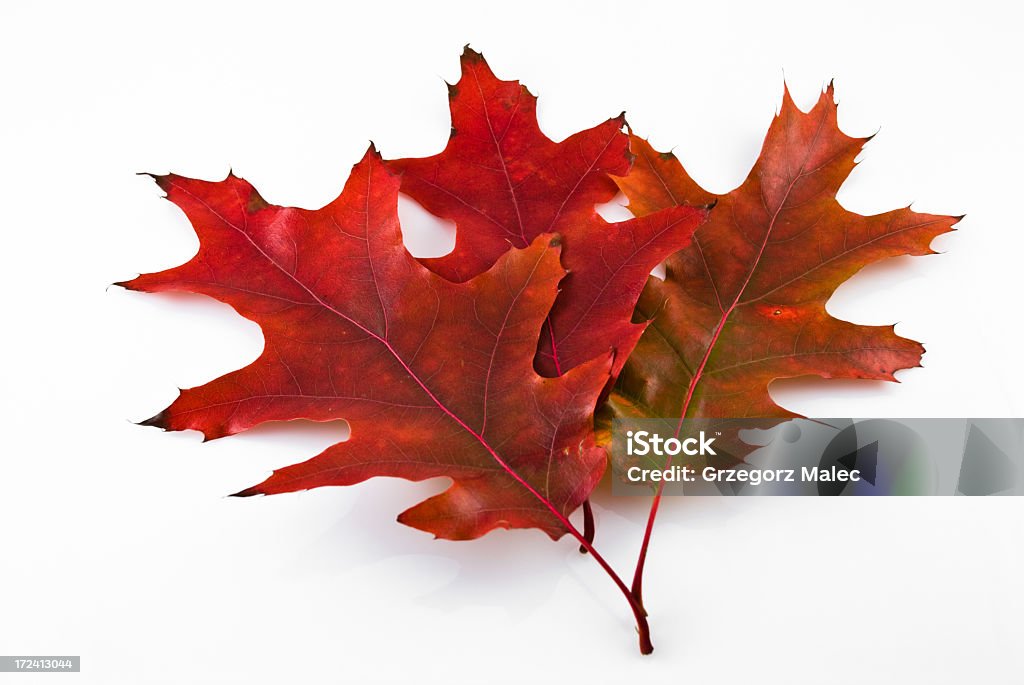 Rojo oak hojas - Foto de stock de Arbusto libre de derechos