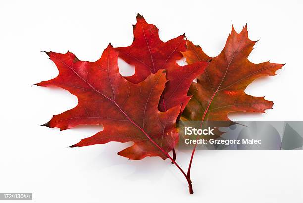 Rojo Oak Hojas Foto de stock y más banco de imágenes de Arbusto - Arbusto, Botánica, Estación - Entorno y ambiente