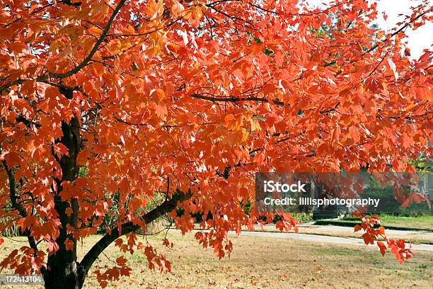 Autunno Foglie Di Acero Arancione - Fotografie stock e altre immagini di Autunno - Autunno, Casa, Giardino ornamentale