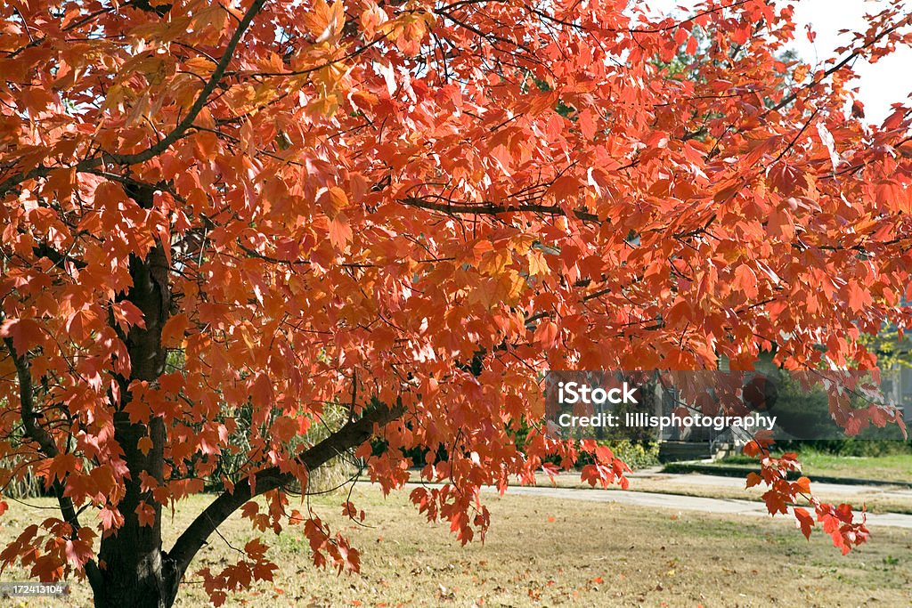 Folhas de outono laranja Árvore de Bordo - Foto de stock de Casa royalty-free
