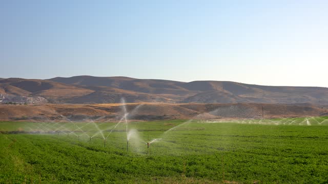 Irrigating root crops with an irrigation fountain on fertile farmland