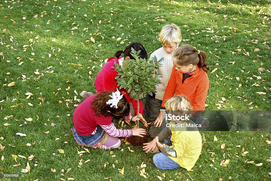 El árbol - Foto de stock de Plantar libre de derechos