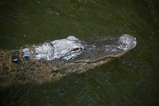 an alligator swimming in a bayou