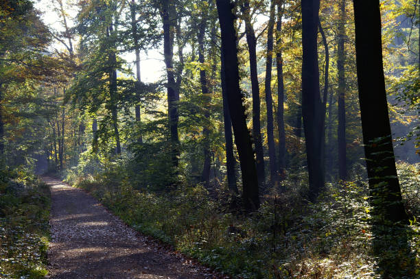 istock Woodland path in autum 172413228